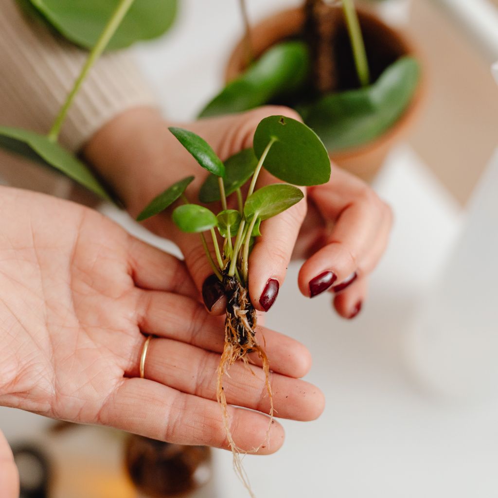 Návrh bez názvu (35)